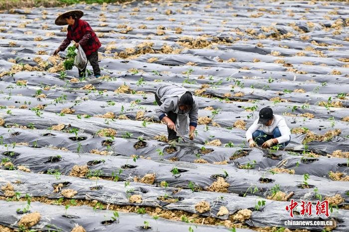 天顺娱乐登录：贵州贵定：抢抓农时移栽辣椒苗