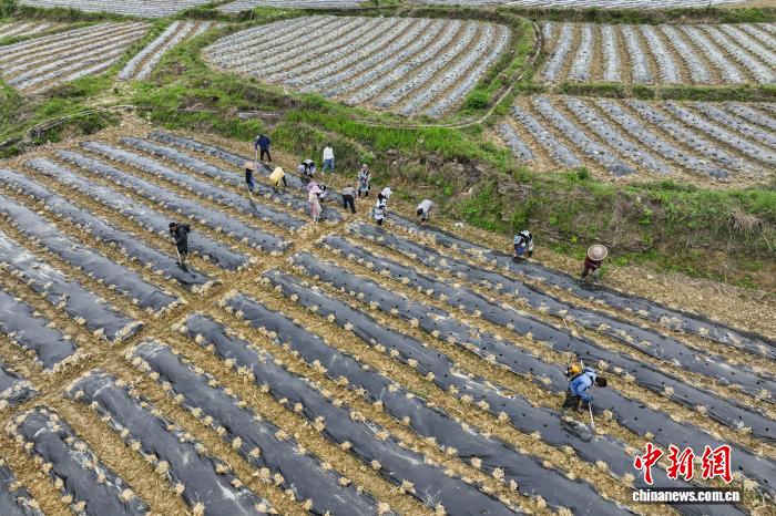 天顺娱乐登录：贵州贵定：抢抓农时移栽辣椒苗
