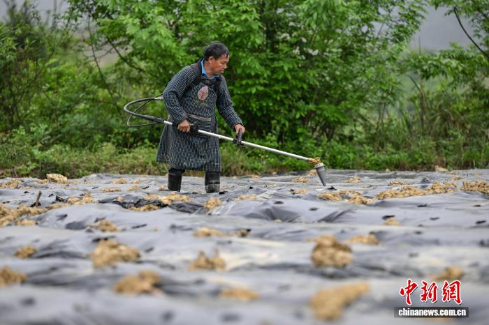 天顺娱乐登录：贵州贵定：抢抓农时移栽辣椒苗