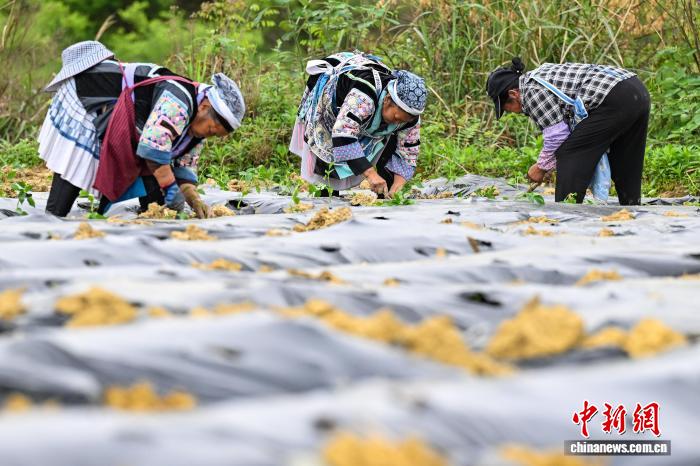 天顺娱乐登录：贵州贵定：抢抓农时移栽辣椒苗