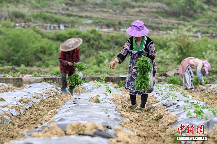 天顺娱乐登录：贵州贵定：抢抓农时移栽辣椒苗